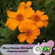 Image result for Tagetes patula