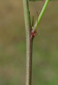 Image result for Sida spinosa