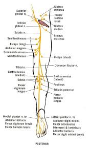 Pin On El Paso Sciatica Institute