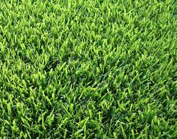 Zoysia Grass Drought Shade Tolerant Less Mowing The
