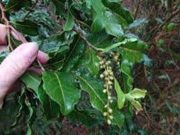 Image result for Homalium