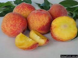 Peach Florda Prince Tree Prunus Persica Peach Peach Trees Princes Peach