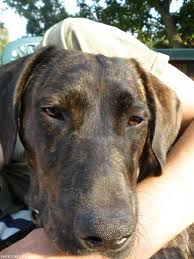 Image result for hannoverský barvář