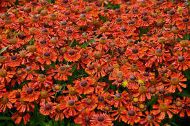 Plants which can be brought inside fall into two groups: 25 Best Fall Flowers And Plants For An Autumn Garden Hgtv
