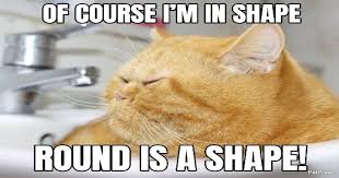Fat cat funds report 2020. Top 10 Funniest Fat Cat Memes On The Internet Petpress