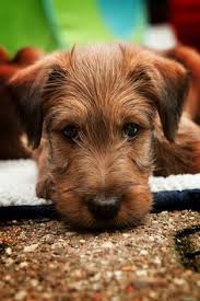 In contrast, buying australian terriers from breeders can be prohibitively expensive. 430 Irish Terriers Ideas In 2021 Irish Terrier Irish Dog Terrier