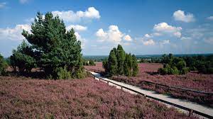 Im herzen des naturparks lüneburger heide liegt das autofreie naturschutzgebiet lüneburger heide mit den größten zusammenhängenden heideflächen mitteleuropas. Im Spatsommer Zur Heideblute In Die Luneburger Heide Ndr De Ratgeber Reise Luneburger Heide