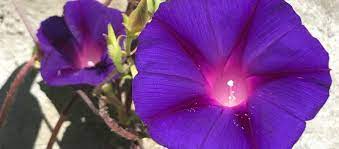 How To Collect Morning Glory Seeds Bee And Basil Morning Glory Seeds Flowering Vines Garden Vines