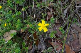 Image result for Heteranthoecia  guineensis