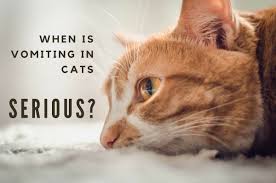 Vomiting up a hairball is if you've recently changed your cat's food, added new foods, or even started a course of feline. Why Is My Cat Vomiting And What Should I Do Pethelpful By Fellow Animal Lovers And Experts