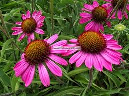 echinacea purpurea rozenrad zonnehoed een prachtige vaste plant met roze bloemen door de krachtige uitstraling blijf vaste planten planten border planten