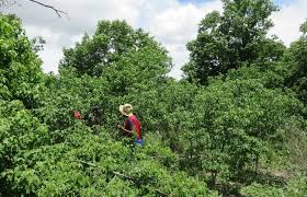 Image result for Croton megalobotrys