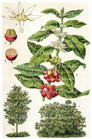 Coffee Kaffee Botanical Plant Digital Vintage Art Etsy In 2021 Coffee Plant Coffee Bean Tree Coffee Process