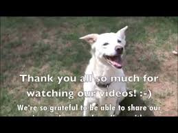 Do Jindo Dogs Shed A Lot 2022 The Dog Visitor