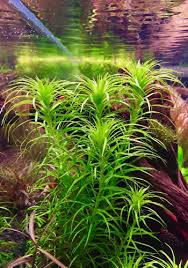 Image result for Syngonanthus