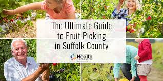 Maybe you would like to learn more about one of these? Year Round Guide To Fruit Picking In Suffolk County