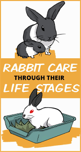 How To Care For Your Rabbit Through All Their Life Stages Rabbit Care Pet Rabbit Care Bunny Care