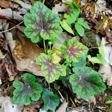 Image result for heuchera americana