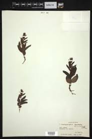 Image result for Brachycorythis buchananii