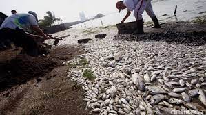 Biasanya ikan maskoki dipelihara di akuarium dan kolam untuk dinikmati kecantikannya. Ini Cara Membedakan Ikan Yang Mati Karena Racun Dengan Yang Masih Segar