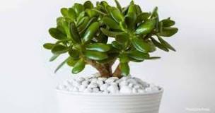 Image result