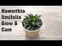 Image result for Haworthia limifolia