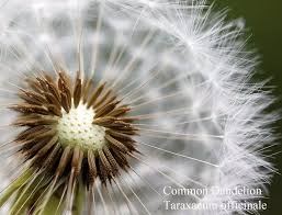 Image result for Taraxacum