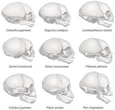 Postorbital Bar - An Overview | Sciencedirect Topics