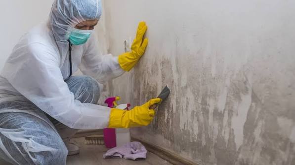 10 Best Rated Mould Removal Services in Inner South West Sydney | Airtasker AU