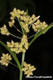 Image result for Hypolytrum