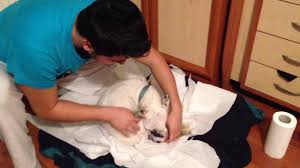Fransiz Bulldog Dogumu Ve Gobek Baginin Kesimi Youtube