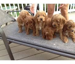 Find cockapoo puppies for sale with pictures from reputable cockapoo breeders. Dogs For Sale In Woodbridge New Jersey Puppies Cockapoo Puppies For Sale Cockapoo Puppies