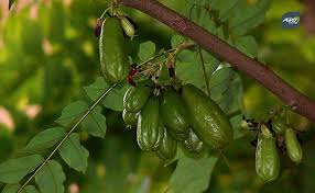 Tanaman ini termasuk ke dalam genus averrhoa dan famili oxalidaceae. 5 Manfaat Kandungan Belimbing Wuluh Untuk Kesehatan Agroindustri
