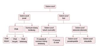 Cabang biologi yang mengkaji khusus tentang jaringan jaringan yang menyusun tubuh hewan dan manusia terdiri atas jaringan embrional, jaringan epitel, jaringan otot, jaringan saraf, jaringan. Macam Macam Sel Saraf Berdasarkan Struktur
