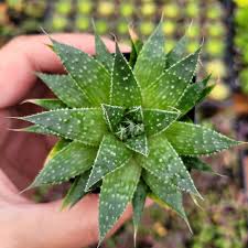 Image result for Aloe nuttii