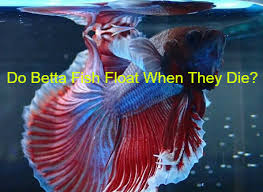 Do Betta Fish Float When They Die Bettafishaquarium Com