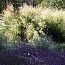 List of synonyms and russian names, collection of images, description of specific properties and key features deschampsia cespitosa. Deschampsia Cespitosa Bronzeschleier Garden Flowers Perennials Dream Garden Landscaping Plants
