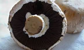 Pilze In Der Kuche Zubereitung Und Konservierung Von Speisepilzen In 2020 Waldpilze Lebensmittel Essen Pilze