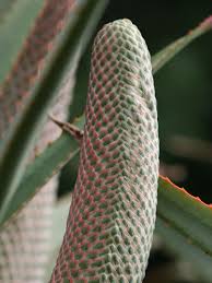 Image result for Aloe excelsa