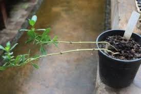 Image result for Barleria randii