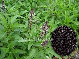 Keunggulan ini bisa kamu manfaatkan untuk. Jual Bibit Selasih Cara Budidaya Basil Selasih Bibit Buahku