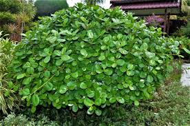 Image result for Fuirena microcarpa