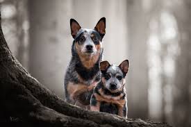 We do not currently have australian cattle dog puppy's ready for their forever homes. Australian Cattle Dog Breeders Near Me Free Download Wallpaper