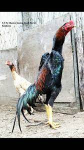 Pin by Yousif on Shamo Hähne | Chicken breeds, Chicken pictures, Game fowl