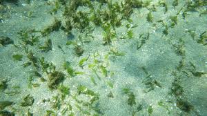 Image result for Halophila minor