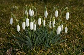 Trage dich in das formular ein, damit ich dir künftig meinen gartenmoni.de newsletter mit exklusiven themen rund um garten und. Der Garten Im Februar Was Jetzt Zu Tun Ist