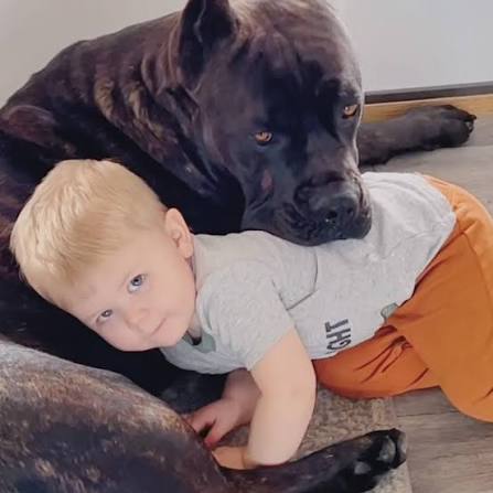 This toddler and his Cane Corso have the most unique bond! ❤️ | Lovimals |  Facebook