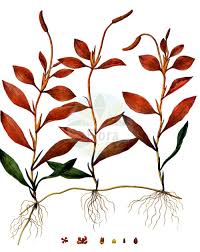 Image result for Potamogetonaceae