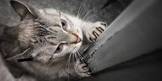 So we pulled together a list of some preventative. Scratching On Furniture And Carpets International Cat Care