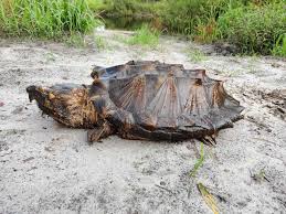 A large snapping turtle laying eggs in a nest at the side of a gravel road. Trappers Capture 100 Pound Suwanee Alligator Snapping Turtle